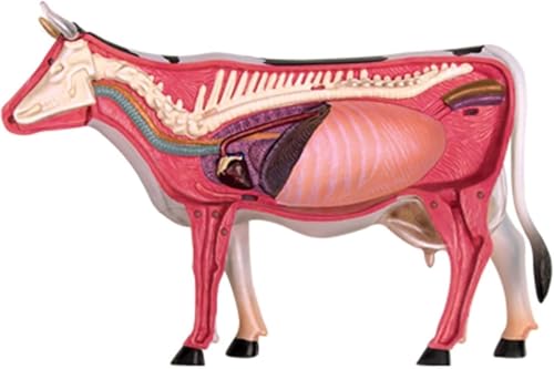 4D-Anatomiemodell einer intelligenten Kuh for Zusammenbauen, Tierskelettprobe, 29 abnehmbare Teile, pädagogisches Zusammenbauspielzeug for die tierärztliche Ausbildung in Tierkliniken und zur Demonstr von RMJEZTQD