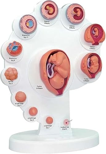 4D-Modell des Fötusorganwachstumsprozesses, anatomisches menschliches fetales Entwicklungsmodell, Fötus-Uterus-Embryo-Entwicklungsmodell, Puzzle-Assembly-Biologiemodelle, for den medizinischen Unterri von RMJEZTQD