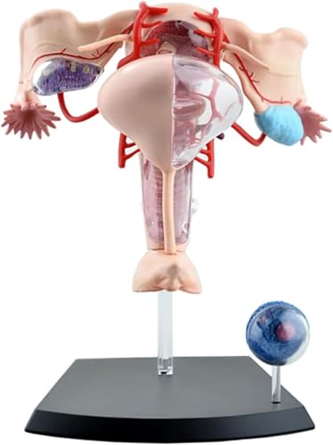 4D reproduktives weibliches Uterus-Anatomiemodell, menschliches Uterusmodell-Eierstockmodell, abnehmbares 19-teiliges weibliches Urogenitalsystem-Modell for den Studien-Display-Unterricht von RMJEZTQD