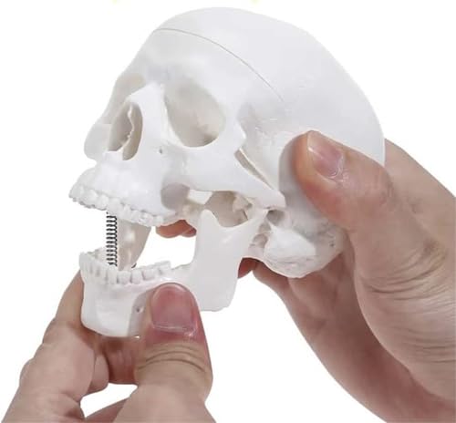 Anatomischer Schädel, Miniaturmodell eines menschlichen Schädels, handflächengroßes medizinisches Schädelmodell mit abnehmbarer Schädeldecke und beweglichem Kiefer, ideal for Medizinstudenten, den nat von RMJEZTQD