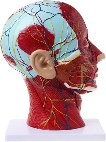 Anatomisches Modell des menschlichen Halbkopfes, oberflächliches neurovaskuläres Modell des menschlichen Halbkopfes mit Muskulatur, Studienmodell for den Mittelschnitt des Gehirnhalses, ideal for das von RMJEZTQD