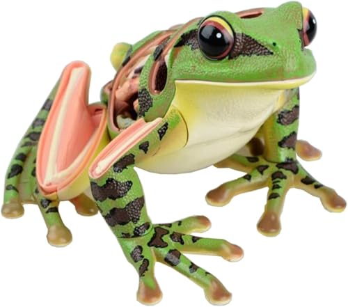 Anatomisches Modell eines Frosches, Laborgrasfrosch-Probenmodell, anatomisches Modell der Tierskelettorgane, visuelles 4D-Tierdarstellungsmodell, geeignet for Veterinärbüros, pädagogische Darstellung. von RMJEZTQD