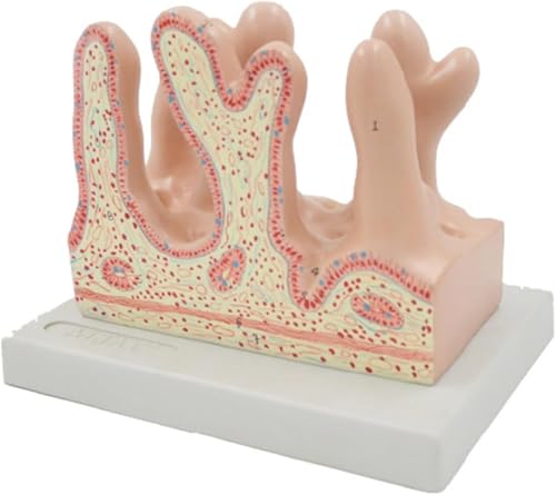 Darmzottenmodell, Anatomiemodell der menschlichen Darmzotten, Erweitertes Anatomiemodell der Dünndarmzotten des menschlichen Verdauungssystems, zur Demonstration der medizinischen Studienlehre. von RMJEZTQD