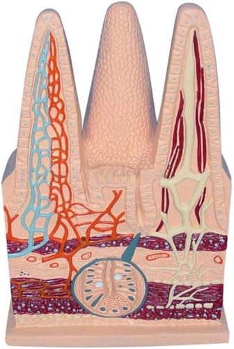 Darmzottenmodell, Anatomiemodell der menschlichen Darmzotten, Modell der Dünndarmzotten des Verdauungssystems, Anatomie des menschlichen Lymphsystems for die Ausbildung von Schülern. von RMJEZTQD