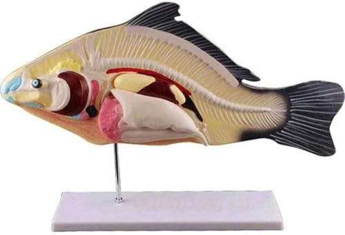 Fisch-Anatomie-Modell, Lehrmittel, biologisches Tiermodell, Anatomie-Fisch-Tierorgane, anatomisches Modell, abnehmbare Miniatur-Laborbedarf, Lehrmittel von RMJEZTQD