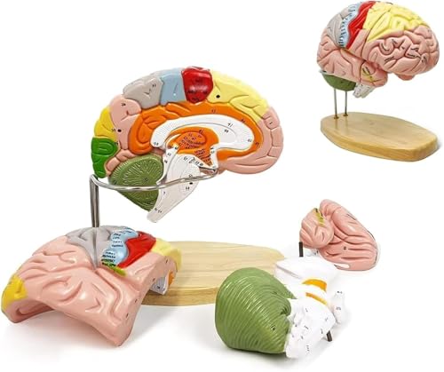 Gehirnanatomiemodell, menschliches Gehirnmodell in 2-facher Lebensgröße, enthält 4 Teile und 9 Farben zur Identifizierung von Gehirnfunktionen, for wissenschaftliche Forschung, medizinisches Lernen, n von RMJEZTQD