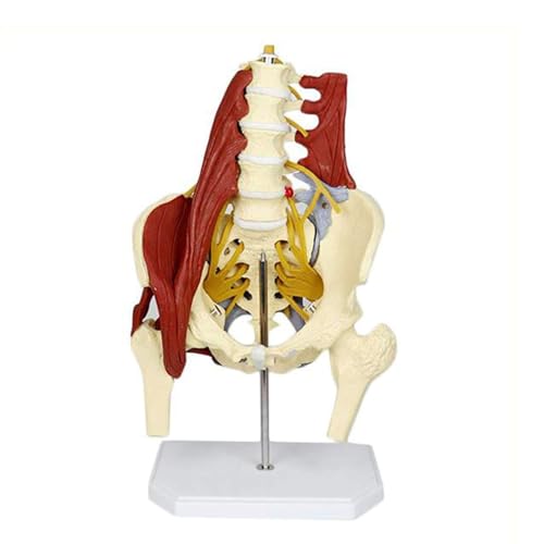 Knochenmodell der Lendenwirbelsäule, Beckenhernien-Modell der Lendenwirbelsäule, Medizinwissenschaft mit anatomischem Modell der Beckenbodenmuskulatur, anatomisches Skelettmodell in Lebensgröße, for w von RMJEZTQD