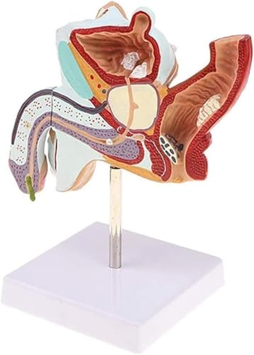 Lebensgroßes Modell der männlichen Geschlechtsorgane, anatomisches Modell der männlichen Geschlechtsorgane for urologische Erkrankungen bei Männern, Modelle der Fortpflanzungsorgane for die pädagogisc von RMJEZTQD