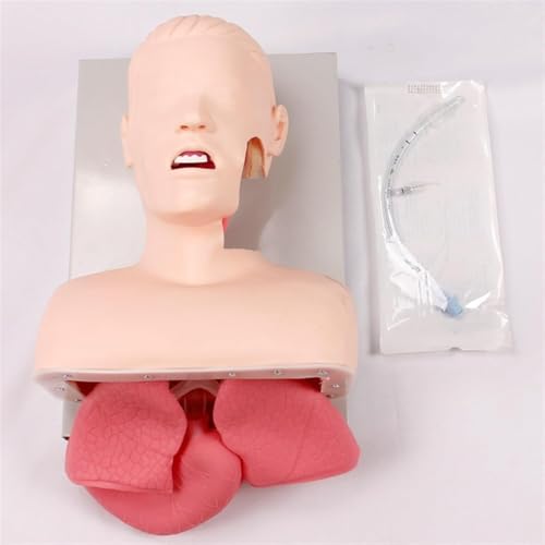 Lehrmodell for die orale nasale Intubation, Atemwegsmanagement-Trainer mit Zahnalarmgerät-Simulator, Atemwegsmanagement-Trainer, Intubationskopf, for die medizinische Lehre. von RMJEZTQD