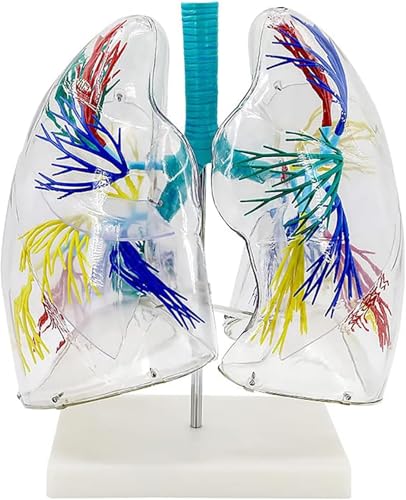 Lungenmodell 3D transparent, hochpräzise PVC-Lungenanatomie, Lungenmodell, 3D transparente Lungenmodellanatomie mit Bronchialbaumstruktur zur Lehrdemonstration und Erklärung. von RMJEZTQD