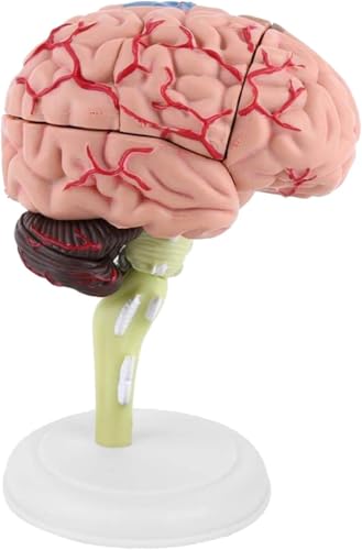 Medizinisches Anatomiegeschenk, farbenfrohes Gemälde, zerlegtes menschliches Gehirnmodell, Zusammenbau anatomischer Gehirnmodelle, abnehmbares 31-teiliges Lehrmodell, for den naturwissenschaftlichen S von RMJEZTQD