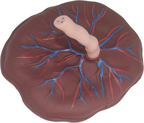 Medizinisches Geschenk, anatomisches Modell der Plazenta und der Nabelschnur, Modell der Nabelschnur und der Plazenta eines Neugeborenen mit Anzeige der Venen und Arterien als pädagogisches Trainingsh von RMJEZTQD