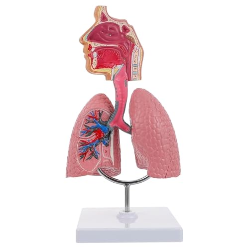 Menschliches Lungenmodell, menschliches Nasenhöhlen- und Rachenanatomiemodell, 4D-Klassenzimmer-Studienmodell for respiratorische biologische Bildung, Lungenmodell-Lehrmittel, for Studenten for Lernen von RMJEZTQD