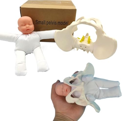 Menschliches weibliches Beckenmodell zur Geburt – Mini-Demonstrationsmodell des weiblichen Beckens und Babys zur Geburt, Standard-Geburtssimulator mit beweglichen Gelenken, ideal for die Hebammenausbi von RMJEZTQD