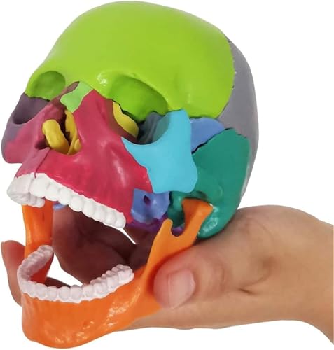 Mini-Schädelmodell der menschlichen Anatomie, handflächengroßes, farbiges anatomisches Schädelmodell aus 15 Teilen, abnehmbares Mini-Modell eines menschlichen, farbigen medizinischen Schädels, Lehr- u von RMJEZTQD