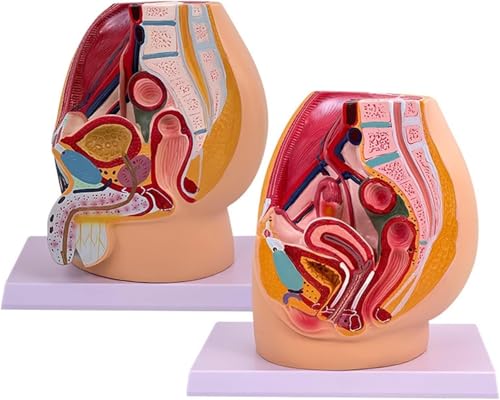 Modell der Beckenanatomie der Fortpflanzungsorgane, Lehrsimulation eines männlichen und weiblichen Beckenmodells, sagittales Modell eines männlichen und weiblichen Beckens, Simulationsprobe des Urogen von RMJEZTQD