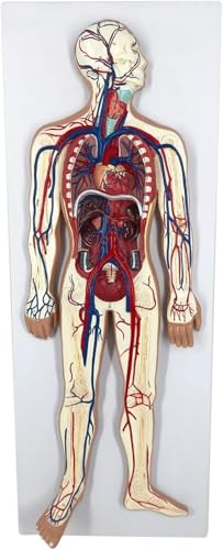 Modell des menschlichen Blutkreislaufsystems, detailliertes Arterien- und Venenmodell mit Brustorganen, halbe natürliche Größe, mit abnehmbarem Herzen, for Studium der Blutzirkulation im Körper. von RMJEZTQD