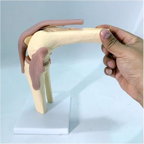 Modell des menschlichen Kniegelenks, funktionelles Kniegelenkmodell, mit Band, Lebensgröße for medizinisches Lehrenlernen, Klinikdemonstrationen, Anzeigetool for das Lernen und die Ausbildung von Kind von RMJEZTQD