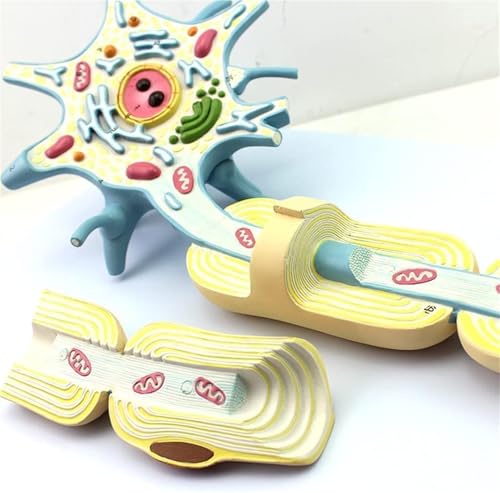 Neuronen-Diorama-Modell, Neuronenverstärkungsmodell, 2-teilig, Nervenfaserstrukturmodell, medizinisches anatomisches Gehirnnervenmodell des Menschen, for Lehrdemonstrationsstudien. von RMJEZTQD