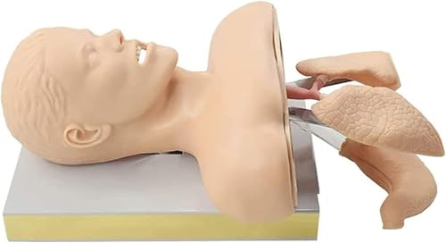 Oral-Nasen-Intubationspuppen-Lehrmodell, Atemwegsmanagement-Trainer mit Zahnalarmgeräte-Simulator, Atemwegsmanagement-Trainer, Intubationskopf-Unterricht von RMJEZTQD