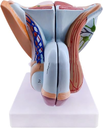 RMJEZTQD Anatomisches Modell des männlichen Genitalsystems, Modell eines männlichen Genitalorgans, lebensgroß, 4-teilig, for medizinisch-pädagogische medizinische Demonstrationen. von RMJEZTQD