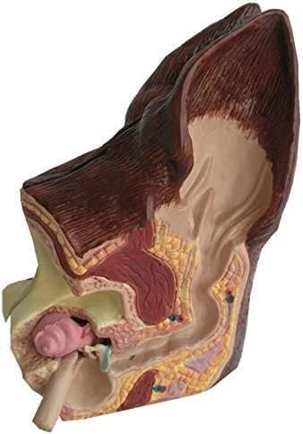 RMJEZTQD Medizinische Modelle, zweiseitiges Modell der Hundeohranatomie, Hundeohrmodell, normal gesundes und infiziertes pathologisches Ohr, Lehrmodell for die ganze Familie, Veterinärausrüstung. von RMJEZTQD