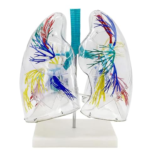 Transparentes, hochpräzises 3D-PVC-Lungenanatomie-Modell der linken und rechten Lunge, Bronchus, Lungenarterie, Vene, menschliches Körpermodell, for realistische Anatomiestudenten als Lehrmittel von RMJEZTQD