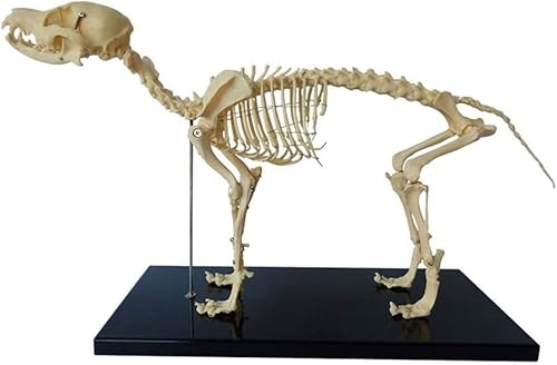 Veterinärmedizinisches Skelettmodell eines kleinen Hundes, anatomisches Hundeskelettmodell, Lehrmodell for Tieranatomie, 1:1-Knochenmodell eines Hundeskeletts als Demonstrationswerkzeug for den veteri von RMJEZTQD