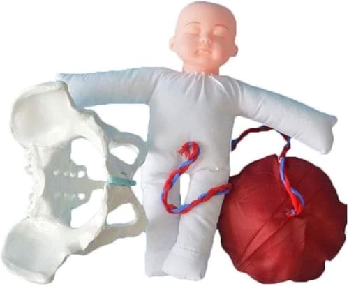 Weibliches Becken-Geburtsmodell – Gynäkologie-Anatomie-Lehrmodell, enthält Modelle des Baby-Beckens und der abnehmbaren Plazenta-Nabelschnur, Baby-Gynäkologie-Modellmaterialien, Lehrmaterialien. von RMJEZTQD