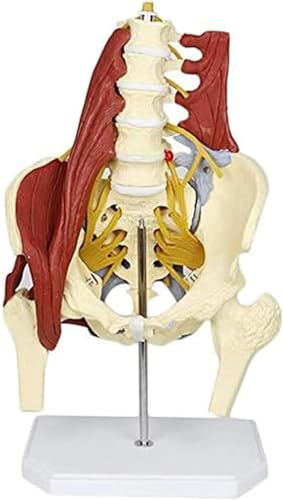 Weibliches Beckenmodell, Knochenmodell der Lendenwirbelsäule mit anatomischem Modell der Beckenbodenmuskulatur, anatomisches Skelettmodell eines Erwachsenen in Lebensgröße, for medizinische Ausbildung von RMJEZTQD