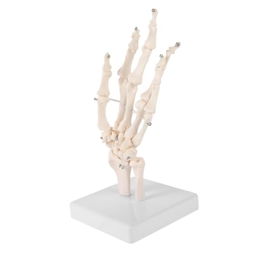 ROMISBABA Menschliche Handskelettmodelle Handanatomische Modelle für Labore Handskelettmodell von ROMISBABA