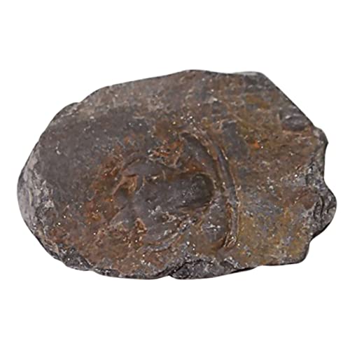 ROMISBABA 1 Stück Trilobiten Dekoration Sammlerstück für Unterricht und Wissenschaftliche Experimente Desktop Ornament für Bildung und Dekoration ROMISBABA 1 Stück Trilobiten Dekoration Sammlerstück für Unterricht und Wissenschaftliche Experimente Desktop Ornament für Bildung und Dekoration von ROMISBABA