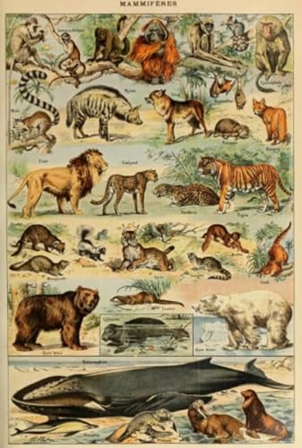 Puzzlas 1000 Teile - Retro Animal Illustrations - Colourful Art Puzzlas - Fun Puzzle Posters Stress Relief Games for Adults Tk90Zw von RUIYANMQ