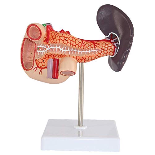 Anatomisches Modell für Rumpf- und Skelett-Modelle, Bauchspeicheldrüse und Milz, anatomisches Modell des menschlichen Organs, menschliche Bauchspeicheldrüse, Milz und Zwölffingerdarm-Anatomie-Modell, von RYMMKOP