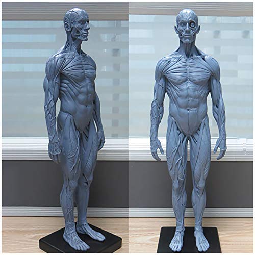 Lehrmodell, menschliches Skelett, anatomisches Malmodell, 30 cm, menschliches anatomisches Muskelknochenmodell, PU-Material männliche Anatomie, Figur, Modell für medizinische Künstler, Zeichnen, von RYMMKOP