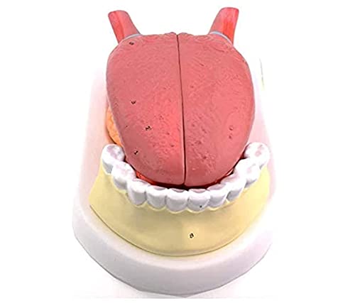 RYMMKOP Anatomiemodell für Zungenzähne, Zungenfellstruktur, Zungenklinik-Lehrmodell, anatomisches Modell, Standard-Demonstrations-Lehrmodell von RYMMKOP