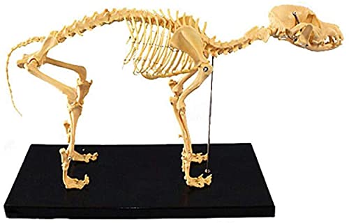 RYMMKOP Hunde-Skelett-Knochenmodell für Hunde, Tieranatomie, Lehrmodell, Hundeskelett, anatomisches Modell, für menschliche Biologie, Tierärztliche Demonstrationswerkzeug von RYMMKOP