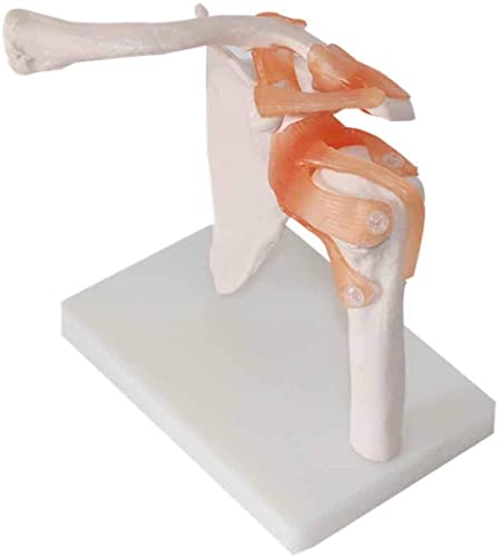 RYMMKOP Lebensgroßes Schultergelenk-Anatomie-Modell mit Bänder-Schultergelenk-Modell, PVC-Material, medizinisches anatomisches Gelenkmodell für Studium, Display, Lehren, medizinisches Modell von RYMMKOP