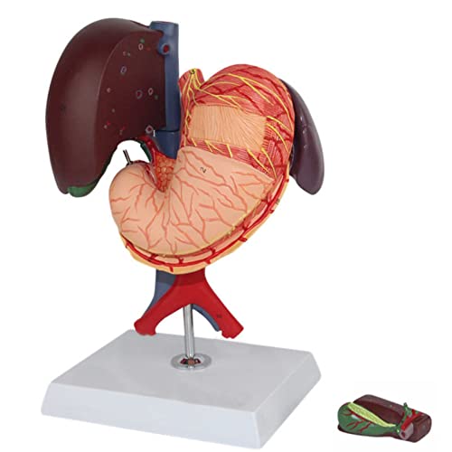 RYMMKOP Menschliches Organmodell, menschliche Leber, Anatomie-Modell, abnehmbare menschliche Leber, Magen-Darm-Anatomie-Modell, menschliche Lebensgröße, Leber, Bauchspeicheldrüse und Zwölffingerdarm, von RYMMKOP