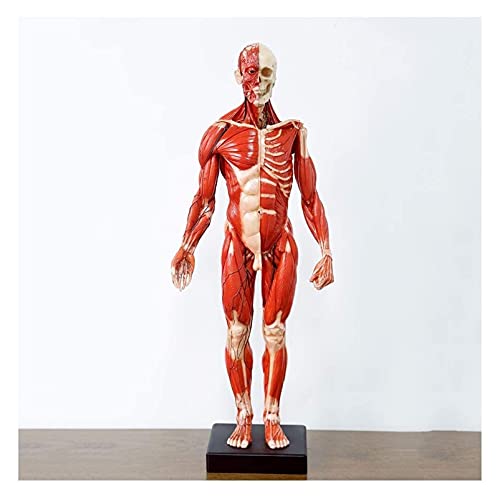 RYMMKOP Muskel- und Skelett-Anatomie-Modell, männliche Muskelanatomie, Modell für den Unterricht, Skulptur, Lehrwerkzeug, Muskelknochen von RYMMKOP