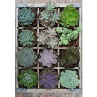 Puzzle Ravensburger Green Moment 300 Teile Puzzle Ravensburger Green Moment 300 Teile von Ravensburger Verlag GmbH