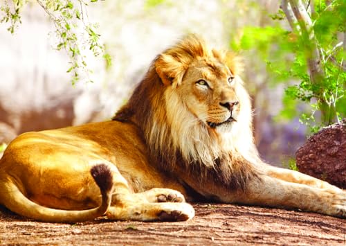 Nathan Puzzle 1500 Teile – Der König der Savanne – Erwachsene und Kinder ab 14 Jahren – Hochwertiges Puzzle – perfekte Integration – Kollektion Wildlife – 12000951 Nathan Puzzle 1500 Teile – Der König der Savanne – Erwachsene und Kinder ab 14 Jahren – Hochwertiges Puzzle – perfekte Integration – Kollektion Wildlife – 12000951 von NATHAN