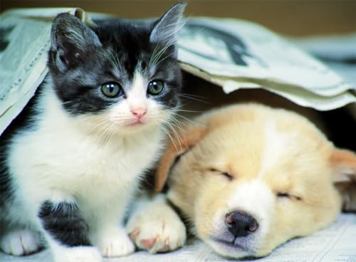 Ravensburger - Nathan Puzzle für Erwachsene, 12000967 Ravensburger - Nathan Puzzle für Erwachsene, 12000967 von Nathan