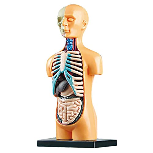 Reykentu Körpermodell für menschliche Torso, anatomisch, abnehmbar, 3D, für Bildung, Spielzeug, Körperstruktur, für Kinder, Schüler von Reykentu