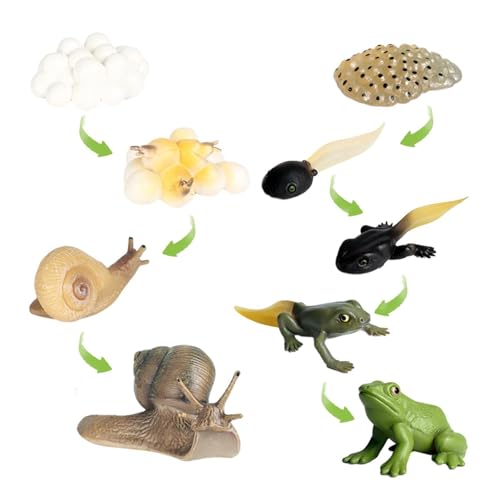 Rosixehird Frosch-Lebenszyklus, Lebenszyklus-Spielzeug für Kinder - Tragbare Tierwachstumszyklus-Figuren,Naturwissenschaftliches Spielzeug für Vorschulkinder, Lern- und Lernspielzeug, Spielzeug für von Rosixehird