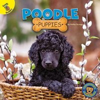 Poodle Puppies von Rourke Educational Media