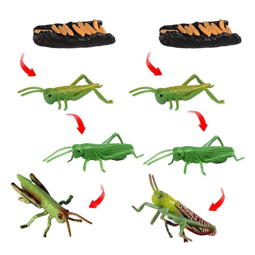 Rrlihjgu Lebenszyklus -Wissenschafts -Kit, Vorschulwissenschaftsspielzeug | Vorschule Science Kit Simuliertes Heuschreckenmodell - Locust Model Innovative Tiermatch -Sets für den Kindergarten von Rrlihjgu