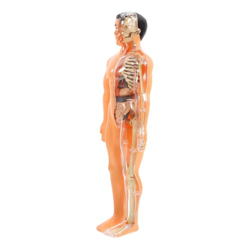 SKISUNO 1 Set Transluzenz-montagespielzeug Für Den Menschlichen Körper, 3d-anatomie-puzzle Mit Abnehmbaren Organen Und Knochen, Kognitives Lernspielzeug von SKISUNO