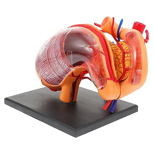 SKISUNO 1Stk Modell der Organanatomie biologisches Unterrichtsmodell Anatomisches Modell des menschlichen Magens D Magenmodell Magen Lehrmittel Modelle Anatomisches Modell des Schulmagens von SKISUNO