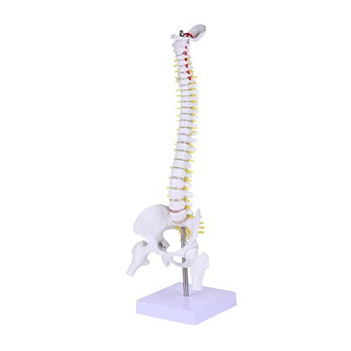 SKISUNO Stand 1stk Wirbelsäulenmodell Lehren Modell Der Halswirbelsäule Bildungsmodelle Für Die Menschliche Wirbelsäule Steißbein-anatomie-modell Menschlicher Körper Weiß Pvc Replik von SKISUNO